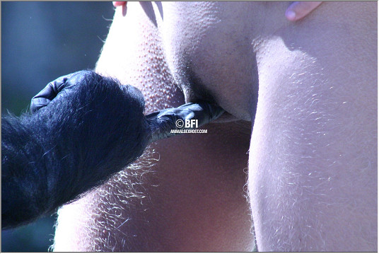 Воласатый гибон сует палец в пизду голой бабенке секс с обезьянами порно фото зоо