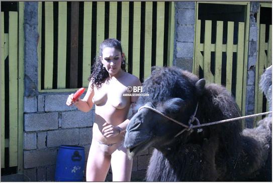 Porn photo зоопорно мокрая зоофилка растирает пизду о горбик большого верблюда