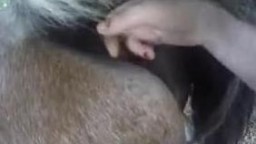 Возбужденная извращенка вылизывает лошади лоханку и мастурбирует пальчиками приватное зоо взрослое