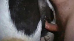 Porn zoo обнаженный извращенец дерет лошадь в писю порнозоо